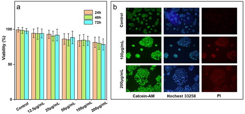 Figure 6. (a) Cell viability evaluated using the CCK-8 assay following co-culture with MCNTs for 24, 48, and 72 h; (b) fluorescence images of HaCaT cells captured after 72 h of co-culture with MCNTs, showing staining with Calcein-AM (green), PI (red), and Hoechst 33258 (blue).