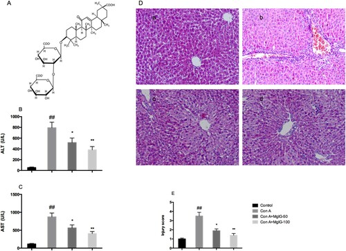 Figure 1. Impacts of pre-treatment using MgIG (intraperitoneal administration of 50 or 100 mg/kg) for Con A-induced liver damage. (A) MgIG's chemical structure; (B) Serum ALT levels; (C) Serum AST levels; (D) H&E staining of liver tissue; (E) Liver injury score. The data are expressed as mean ± SD (n = 7, ##P < 0.01 versus control; *P < 0.05, **P < 0.01 versus Con A). a: Control; b: Con A; c: Con A + MgIG-50; d: Con A + MgIG-100.
