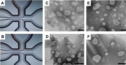 Figure 4 Micrographs of a focused stream according to the TFR 33 (A) or 55 (B) μL/min. (C–F) TEM images of LIPO0.5 (C), LIPO0.5-NUT (D), LIPO0.8 (E), and LIPO0.8-NUT (F). Bar represents 200 nm in (C, E and F) and 500 nm in (D).