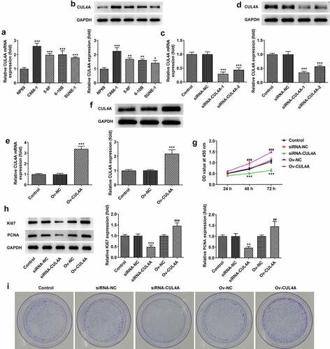 Figure 1. CUL4A expression level impacts NPC cell proliferation (a) The expression levels of CUL4A in NP69, C666-1, 5–8 F, 6–10B, and SUNE-1 cells were determined using RT-qPCR and (b) western blotting. *P < 0.05, **P < 0.01, ***P < 0.001 vs. NP69. (c) The efficacy of CUL4A knockdown was assessed using RT-qPCR and (d) western blotting. ***P < 0.001 vs. siRNA-NC. (e) The efficacy of CUL4A overexpression was assessed using RT-qPCR and (f) western blotting. ***P < 0.001 vs. Ov-NC. (g) Cell proliferation in each group was determined using the CCK-8 assay. (h) The expression level of Ki67 and PCNA was determined using western blotting. (i) Colony-forming efficiency was assessed by colony formation assay. **P < 0.01, ***P < 0.001 vs. siRNA-NC; ##P < 0.01, ###P < 0.001 vs. Ov-NC.