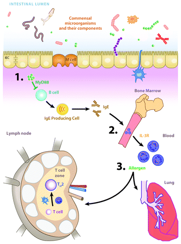Figure 2. The commensal bacteria-IgE-basophil axis of allergic inflammation. (A) Commensal bacteria-derived signals (green spheres) act via B cell-intrinsic, MyD88-dependent signaling pathways to limit circulating levels of IgE. (B) IgE acts on bone marrow-resident basophil precursor populations to increase surface expression of the IL-3 receptor and development of mature circulating basophils. © Upon allergen exposure, basophils are recruited to draining lymph nodes where they potentiate the development of TH2 cell responses and TH2 cytokine-dependent allergic inflammation. Figure adapted from reference Citation10.