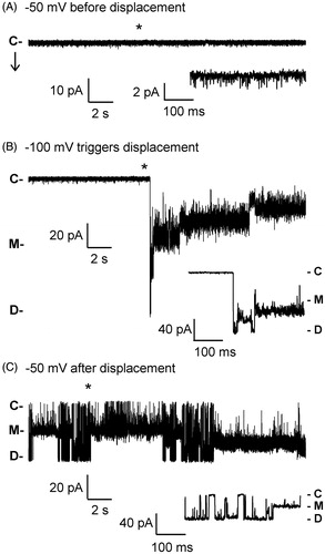 Figure 5. Electrophysiological analysis of the R-pairs PapC mutant. (A) Channel kinetics of the R-pairs mutant at −50 mV, with few short-live small openings before plug displacement. (B) In the same patch, applying a voltage of −100 mV triggered a plug displacement event. (C) Recording from the same patch at −50 mV after plug displacement. The R-pairs mutant channel typically remains active after plug displacement, even when the voltage is lowered back to values where the channel was relatively inactive before displacement. For all panels, the asterisk represents the beginning of the expanded view located below the trace, and ‘C’, ‘M’ and ‘D’ mark the current levels corresponding to the closed, open monomer and open dimer channels, respectively. The downward arrow in panel (A) points in the direction of channel openings.