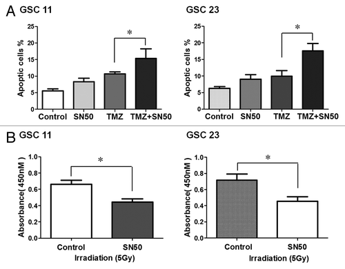 Figure 5. Effects of SN50 on sensitivity of GSCs to temozolomide (A) and radiation treatment (B). (A) GSC11 and GSC23 cells were first treated with SN50 or vehicle for 24 h, and then were treated with 100 μM of TMZ for 3 d in the absence of SN50. At the end of treatment, apoptosis was determined by flow cytometric analysis of Annexin V/7-aminoactinomycin D staining. (B) GSC11 and GSC23 cells were first treated with SN50 or vehicle for 24 h, and then were irradiated with 5 Gy in the absence of SN50. Cell viability was measured using the CCK8 cell counting assay.