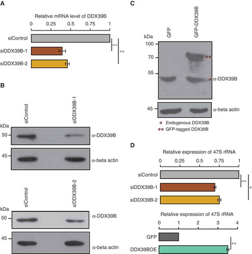 Figure 1. DDX39B regulates the levels of pre-ribosomal RNA.(A) Efficiency of siRNA mediated knockdown of DDX39B by qRT-PCR. HEK293 cells were treated with control siRNA or DDX39B siRNA-1 (siDDX39B-1) or DDX39B siRNA-2 (siDDX39B-2) and transcript levels of DDX39B were quantified using qRT-PCR. DDX39B transcripts levels were normalized to GAPDH expression and are presented relative to the control sample. Data are represented as mean of three independent experiments, with error bars representing standard deviation. Statistical significance was assessed by two tailed t-Test: paired two samples for means. ** represents P-value <0.01. (B) DDX39B protein levels in HEK293 cells treated with control siRNA or siDDX39B-1 (Upper panel) or siDDX39B-2 (Lower panel) were analysed using western blotting. The immunoblotting was performed with whole cell extracts using DDX39B antibody or beta actin antibody. (C) Comparison of over-expressed DDX39B with endogenous DDX39B. HEK293 cells were transfected with pEGFP-C1 vector or pEGFP-DDX39B construct and the DDX39B levels were analysed using western blotting. The western blotting was performed with whole cell extracts using DDX39B antibody or beta actin antibody. (D) DDX39B maintains the steady state levels of pre-ribosomal RNA. DDX39B levels were perturbed in HEK293 cells by transfecting with siDDX39B-1 or siDDX39B-2 or pEGFP-DDX39B and pre-ribosomal 47S rRNA levels were quantified by qRT-PCR. The 47S rRNA levels were normalized to GAPDH expression and are presented relative to the control sample. Data are represented as mean of three independent experiments, with error bars representing standard deviations. Statistical significance was assessed by two tailed t-Test: paired two samples for means. * represents P-value <0.05 and ** P-value <0.01.