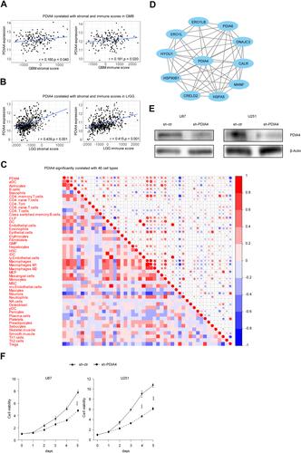 Figure 4 PDIA4 correlates with TME and promotes glioma cell proliferation.(A) PDIA4 expression positively correlated with immune score and stromal score in glioblastoma multiform (GBM) patients. (B) PDIA4 expression positively correlated with immune score and stromal score in lower grade glioma (LGG) patients. (C) PDIA4 expression significantly correlated with 46 cell types, as calculated by xCells in glioma. Data of all grades of glioma were used in this analysis. (D) Protein–protein interaction (PPI) network of PDIA4. Data of all grades of glioma were used in this analysis. (E) Demonstration of PDIA4 knockdown (KD) in U87 and U251 GBM cells by Western blotting analysis. Cells transfected with non-specific shRNA were used as control. (F) A total of 3000 control and PDIA4 KD glioma cells were plated in a 96-well plate in 200 μL medium. Cell viability was assayed using CCK8 assay. Both PDIA4 KD U87 and U251 cells showed significantly reduced cell viability compared to control. ***P < 0.001.