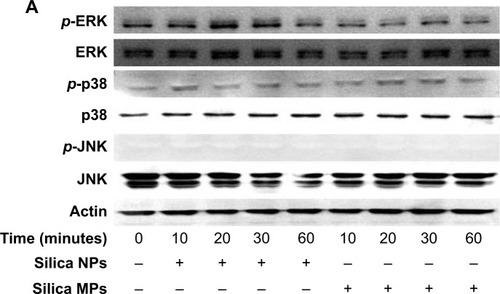Figure 4 Activation of mitogen-activated protein kinases by differently sized silica particles.Notes: (A) Protein extracts from the cells incubated in each type of medium for 10, 20, 30 and 60 minutes after starving in FBS-free medium for 24 hours were immunoblotted. (B, C) Quantitative analysis of ERK1/2 and p38 phosphorylation level by densitometric analysis. Three independent experiments were performed (*P<0.01, **P<0.001). (D) ERK1/2 activation by silica NPs was evaluated by treatment with PD98059, a MEK-ERK inhibitor. Protein was extracted from cells pretreated with PD98059 for 30 minutes, followed by treatment with silica NPs for 10 minutes. Quantitative analysis of three independent experiments by densitometric analysis was performed. ERK1/2 phosphorylation by basic fibroblast growth factor and silica NPs was prevented by pretreatment with PD98059 (*P<0.01, **P<0.001). (E) A proliferation assay was performed by measuring DNA content in cells pretreated with PD98059 followed by treatment with silica NPs. Total DNA (ng/μL) was increased in the silica NPs with 1% FBS group, whereas the pretreated group showed reduced proliferation. Experiments were performed in triplicate at least.Abbreviations: ERK, extracellular signal-related kinase; JNK, Janus kinase; NPs, nanoparticles; MPs, microparticles; bFGF, basic fibroblast growth factor; p-, phosphorylated; MEK, mitogen-activated protein kinase kinase; FBS, fetal bovine serum.