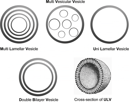 Figure 1 Different types of liposomes based on size and number of lamella. A cross-section of a unilamellar vesicle (ULV) is also shown (see text for details).