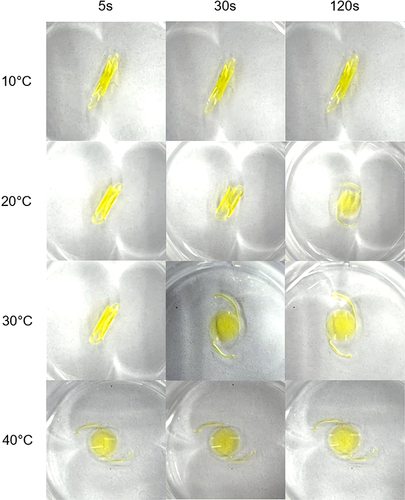 Figure 3 Representative IOL unfurling in BSS solution. In all trials, IOLs failed to unfurl at 10°C within 10 minutes. Average IOL unfurling time in BSS across toric, monofocal, and multifocal lenses was under 200s at 20°C, 20s at 30°C, and 7s at 40°C. Displayed: multifocal IOLs.