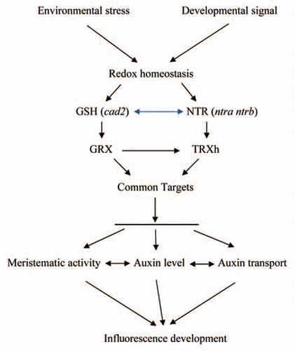 Figure 1 Hypothetical model explaining the link between cellular redox status and auxin signaling in controlling inflorescence development in Arabidopsis. Modification of redox homeostasis triggered by environmental stress or by developmental signals is relayed by glutathione and NTR. The triple ntra ntrb cad2 mutant generated by crossing ntra ntrb and cad2 mutants (blue double-headed arrow) is mimicking the redox perturbation. Inactivation of NTR and decreased GSH availability is relayed by mis-reduction of GRX and TRXh and subsequently of TRXh/GRX target protein(s). These redox regulated target protein(s) are involved in meristem activity or/and auxin metabolism and their mis-reduction in the ntra ntrb cad2 leads to perturbation of inflorescence development and auxin metabolism. Black arrows refer to the direction of reduction, crossing is marked by a blue double-headed arrow and inefficient reduction by a horizontal line. The ntra ntrb cad2 developmental defect is caused by meristematic activity, auxin level, auxin transport or a combination of the three.