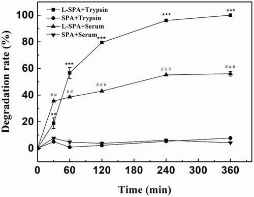 Figure 4. Enzymatic stability of SPA and L-SPA that consists entirely of L-amino acids against trypsin and serum. **p < .01 vs. SPA + trypsin, ***p < .001 vs. SPA + trypsin, ##p < .01 vs. SPA + serum, ###p < .001 vs. SPA + serum.