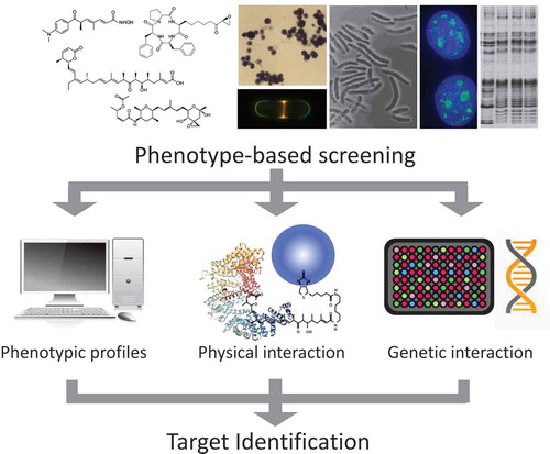 Figure 1. Scheme for target identification of small molecules. It is necessary to identify targets of bioactive compounds for understanding the mode of action. There are three major approaches to target identification: comparison of phenotypic profiles with reference compounds, detection of physical interaction, and detection of genetic interaction with target molecules.