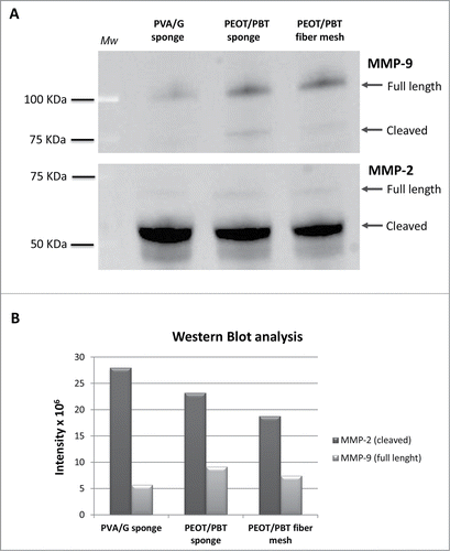 Figure 6. (A) Western blot results show the expression of MMP-2 and MMP-9 proteins, both in the active (cleaved) and inactive (full-length) forms in PVA/G sponge, PEOT/PBT sponge and PEOT/PBT fiber mesh. Molecular weight (Mw) scales are reported on the left. Arrows indicate the bands of interest. (B) Bar graph reporting the analysis of the band volume intensity for Western blot data (intensity × 106) for the 3 cell/scaffold constructs.