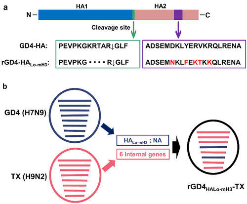 Figure 3. Construction of recombinant virus. (a) the multi-basic amino acid motif located at the HA cleavage site were removed and the HA2 specific peptide (463ADSEMDKLYERVKRQLRENA482) were replaced by H3 subtype 12 peptide (463ADSEMNKLFEKTKKQLRENA482). (b) the recombinant HALo-mH3 and the NA plasmid of GD4, combined with high-yield viral backbone from H9N2 subtype TX strain (containing PB2, PB1, PA, NP, M, and NS plasmids), was used to construct a recombinant virus based on our established reverse genetic manipulation.