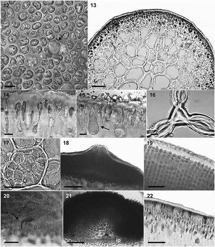 Figs 12–22. Anatomical features of Crassiphycus usneoides. Fig. 12. Surface view of cortex depicting variation in elliptical to irregularly shaped cortical cells and presence of large, circular glandular cortical cell flanked by smaller cortical cells. Fig. 13. Transverse section through the mid-portion of the thallus showing gradual transition between cortical and medullary cells in terms of their cell sizes. Fig. 14. Transverse section showing elongated tear-shaped cortical cells, with cells stretching at the region of their primary-pit connections, between cortical and sub-cortical cells. Details of thickened cell walls. Fig. 15. Transverse section showing detail of a glandular cortical cell and a trichocyte (arrow) bearing short hair-like extension. Fig. 16. Transverse section showing lenticular thickening of medullary cells forming interstitial cellular spaces. Fig. 17. Transverse section showing irregular roundish smaller medullary cells filling the space inside older medullary cells. Fig. 18. Transverse section through the cystocarp showing thick pericarp, pericarp ostiole, and initial phases of cystocarp development at the base of the cystocarp. Fig. 19. Transverse section through the cystocarp showing details of pericarp cell shape and organization. Detail of lenticular shape of the cuticle. Fig. 20. Transverse section through the base of the cystocarp showing nutritive tubular cells connecting gonimoblast cells to the gametophytic cells of the cystocarp floor. Fig. 21. Transverse section through the cystocarp showing detail of the carposporophyte, gonimoblasts irradiating from a small fusion cell, ip = inner pericarp composed of small gametophytic cells. Fig. 22. Transverse section through tetrasporophytic thallus showing tetrasporangia scattered across cortex, and thick cuticle. Scale bars = 4.5 µm (Figs 12, 14–16), 50 µm (Figs 17, 19–20, 2), 100 µm (Fig. 13), 200 µm (Figs 18, 21)