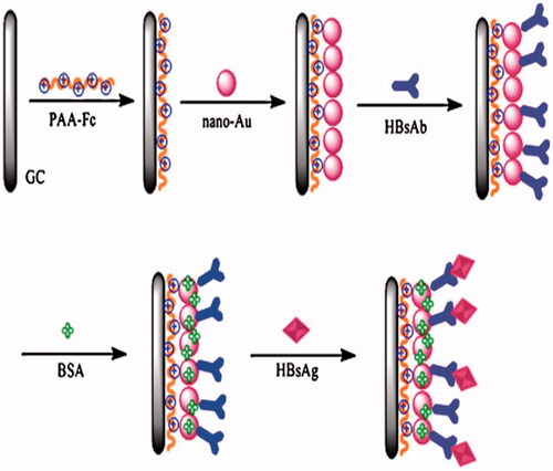 Figure 4. Showing step-by-step preparation of the immune sensor using AuNP. This image adapted from [Citation37] with copyright permission. AuNP, gold nanoparticle.