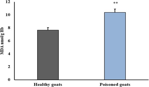 Figure 2. Effect of nitrate poisoning on erythrocytic lipid peroxidation (nmol/g Hb) activities in healthy and nitrate-poisoned goats. Nitrate poisoning caused a significant increase in erythrocytes MDA when compared with healthy goats. Bars indicate mean ± SE and asterisks indicate significant differences at P < 0.05.