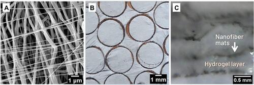 Figure 2 (A) SEM image of electrospun PCL/CNT nanofibers aligned in different orientations, circumferentially (average fibers diameter 368 ± 84 nm) and radially (average fibers diameter 193 ± 68 nm) using previously designed electrospinning process. (B) Macroscopic appearance of biomimetic nanofibrous mats cut into cylindrical samples. (C) Side view of the hydrogel:nanofiber sample illustrating the nanofiber mats between the printed hydrogel layers.