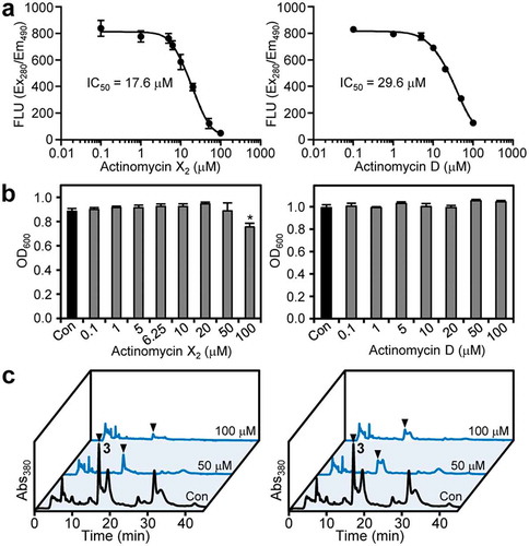 Figure 4. Inhibitory effects of actinomycins X2 (1) and D (2) on pyoverdine production by P. cichorii SPC9018. (a) Dose-response curves of actinomycins X2 (1) (left) and D (2) (right) regarding to the inhibition of pyoverdine production by P. cichorii SPC9018. Error bars are the mean ±SD (n = 3). (b) Effects of actinomycins X2 (1) (left) and D (2) (right) on P. cichorii SPC9018 growth. Error bars are the mean ±SEM (n = 3). *p < 0.05 versus control (Dunnett’s test). (c) Comparison of HPLC profiles of P. cichorii SPC9018 cultures incubated with actinomycins X2 (1) (left) and D (2) (right). The arrowheads indicate the peaks of pyoverdine Pc1 (3).