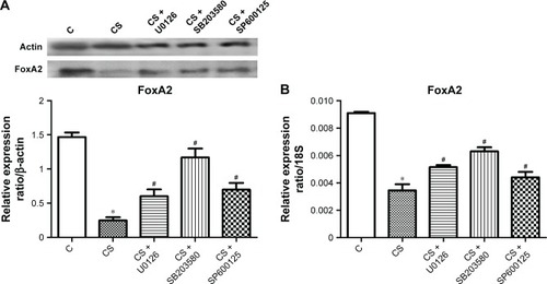 Figure 8 FoxA2 expression at the protein (A) and mRNA (B) levels in the rat smoking model.Notes: Results presented as means ± SEM (n=4). *P<0.05 compared with control (C) group; #P<0.05 compared with CS group.Abbreviations: CS, cigarette smoke; SEM, standard error of the mean.