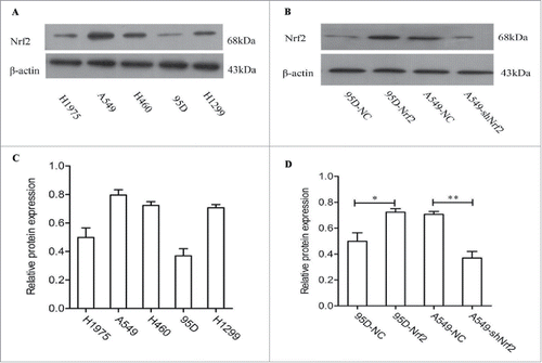 Figure 3. The expression of Nrf2 in human NSCLC cell lines. (A) The expression of Nrf2 detected by Western blot in different cell lines; (B) Western blot analysis for Nrf2 protein expression in Nrf2 pcDNA-affected 95D and shRNA-transfected A549 NSCLC cells; (C) Quantifcation of the relative expression(Nrf2/β-actin) of Nrf2 in NSCLC cells. (D)Quantifcation of the relative expression(Nrf2/β-actin) of Nrf2 protein in Nrf2 pcDNA-affected 95D and shRNA-transfected A549 NSCLC cells. The data are presented as mean ± SD of 3 independent experiments.The bar graph shows the relative protein expression (Nrf2/β-Actin in each cell line, *, P < 0.05, **, P < 0.01 compared with the control cells).
