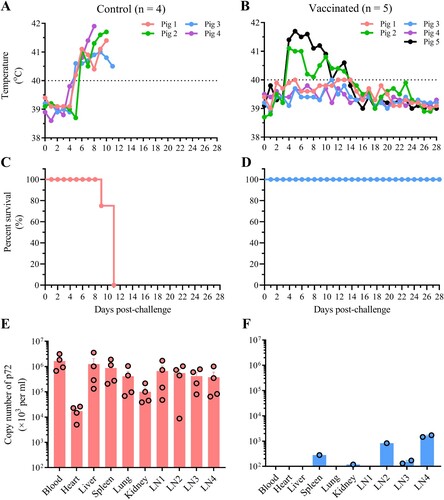 Figure 2. Protection efficacy of HLJ/18-7GD in pigs challenged with the prevalent highly virulent genotype II variant HuB/628/20. HLJ/18-7GD-vaccinated and control pigs were challenged with 101.5 HAD50 of HuB/628/20, and were monitored daily for rectal temperature (A and B) and survival (C and D) for 28 days post-challenge. Viral DNA was detected by qPCR in the indicated tissue samples collected from the dead pigs in the control group and the surviving pigs in the vaccinated group, which were euthanized on day 28 post-challenge (E and F). The dashed black lines in panel A indicate the threshold of normal rectal temperature. LN1, intestinal lymph node; LN2, inguinal lymph node; LN3, submaxillary lymph node; LN4, bronchial lymph node.