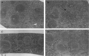 FIG. 5. Histopathology of spleen: A: control; B: OAA; C: aniline; D: oleic acid. Increases in lymphocyte population in the red pulp of the spleen can been seen in the OAA- or aniline-treated mice (arrows; X 100).