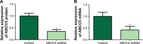 Figure S1 The efficiency of ABCC5 knockdown was confirmed by Western blot and RT-PCR. The efficiency of ABCC5 knockdown was confirmed at the protein level by (A) Western blot and (B) qRT-PCR; *P<0.05.