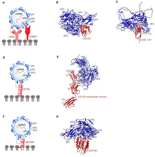 Figure 4 Structures of non-enveloped, RNA oncolytic viruses in complex with their cellular receptors. (A) Schematic diagram of coxsackievirus (CV). (B) D1 domain of coxsackievirus-adenovirus receptor (CAR) acts as the binding site for coxsackievirus B (CVB) capsid proteins VP1-VP3 (PDB: 1JEW). (C) Coxsackievirus A variant 24 (CVA24v) capsid proteins VP1 and VP2 interact with the D1 domain of intracellular adhesion molecule-1 (ICAM-1) (PDB: 6EIT). (D) Schematic diagram of poliovirus (PV). (E) Poliovirus utilizes CD155 on the cell surface as its cellular receptor. Similar to ICAM1 and CAR, CD155 D1 domain binds PV capsid proteins VP1 and VP2 from one protomer and VP3 from the adjacent protomer (PDB: 3J8F). (F) Schematic diagram of Seneca Valley Virus (SVV). (G) Anthrax toxin receptor 1 binds to surface-exposed loops of VP1–VP3 on SVV capsid (PDB: 6CX1).