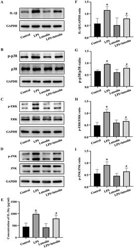 Figure 4. Luteolin reduces the secretion of IL-36γ and IL-1β in Beas-2B cells and inhibits the activation of mitogen-activated protein kinase (MAPK) pathways under lipopolysaccharide (LPS) stimulation. (A–D) IL-1β, p-p38, p38, p-REK, ERK, p-JNK and JNK in Beas-2B cells under LPS stimulation as detected by western blot. (E) IL-36γ in Beas-2B cells under LPS stimulation as detected by enzyme-linked immunosorbent assay (ELISA). (F–I) Protein intensity analysis of IL-1β, p-p38, p38, p-REK, ERK, p-JNK and JNK in Beas-2B cells under LPS stimulation as detected by western blotting. *p< 0.05 versus the control group. #p< 0.05 versus the LPS group.