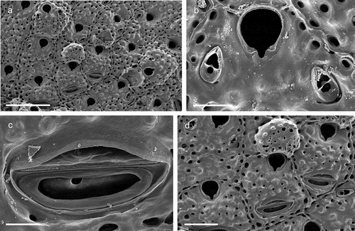 Figure 23. Schizomavella (Schizomavella) cf. linearis. (a) Zooids. (b) Orifice and avicularia. (c) Large adventitious avicularium. (d) Maternal zooid with ovicell and large proximal avicularia. Scale: (a) 500 µm; (b) 100 µm; (c) 50 µm; (d) 200 µm.