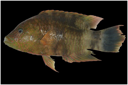 Figure 1. Specimen of Cheilinus trilobatus. This species only has one dorsal fin and the third fin spine is the longest dorsal spines. The photo was taken by Teng Wang.