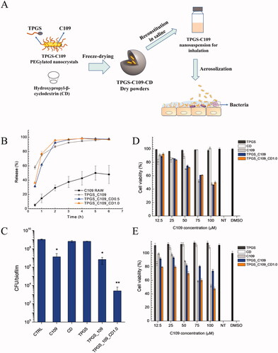 Figure 4. (A) Schematic diagram of PEGylated mucus-penetrating nanocrystals and lung treatment in vivo, (B) in vitro release profile, (C) inhibition ability B. cenocepacia J2315 biofilm, cytotoxicity of C109 formulations to wild type 16HBE (D) and CF (CFBE41o−) bronchial epithelial cells (E). Adapted with permission from Costabile et al. (Citation2020).