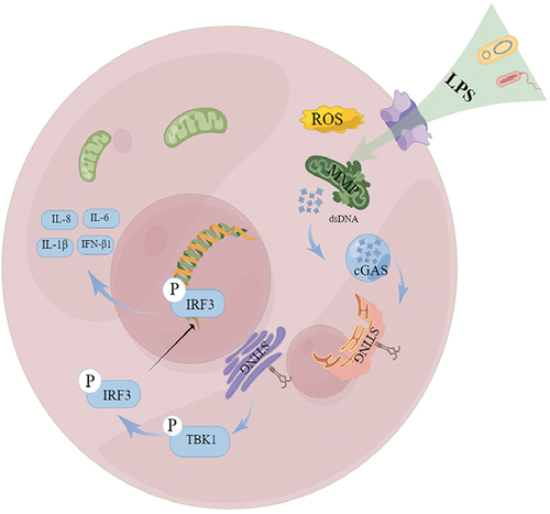 Figure 6 A putative scheme explaining the mechanism by which mitochondrial dysfunction, mtDNA leakage, and cGAS-STING pathway regulate endometritis induced by LPS.