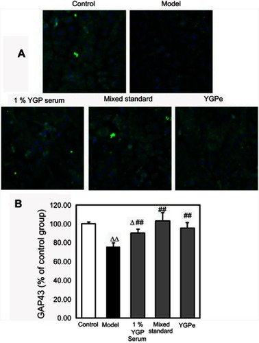 Figure 7 Yougui pill (YGP) extract increased GAP-43 expression in serum-deprived SH-SY5Y cells. (A) High content analysis of GAP-43 treated by serum deprivation followed with 1% YGP-containing serum, mixed standards and YGP extract for 24 hrs, respectively, and assessed later. Images show immunostaining of SH-SY5Y cells (10× magnification). (B) Results of GAP-43 are expressed as the mean ± SD indicated as percentage of the respective normal cells and analyzed using one-way ANOVA with Least-Significant Difference (LSD) analysis followed by least signiﬁcant. Δ P<0.05, ΔΔ P<0.01 vs control group cells; ## P<0.01 vs model group cells. n=4 per group.