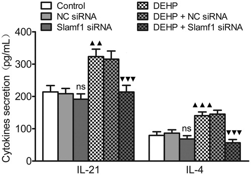 Figure 5. Influence of Slamf1 siRNA transfection (with DEHP exposure) on Tfh cell cytokine secretion. Levels of IL-21 and IL-4 in Tfh cell culture supernatants as measured by ELISA. Data shown are means (pg/ml) ± SD, n = 6 samples/group. ▲▲p < 0.01, ▲▲▲p < 0.001 vs. control group; ▼▼▼p < 0.001 vs. DEHP exposure group or DEHP + NC siRNA group; ns = p > 0.05 vs. control group or NC siRNA group.