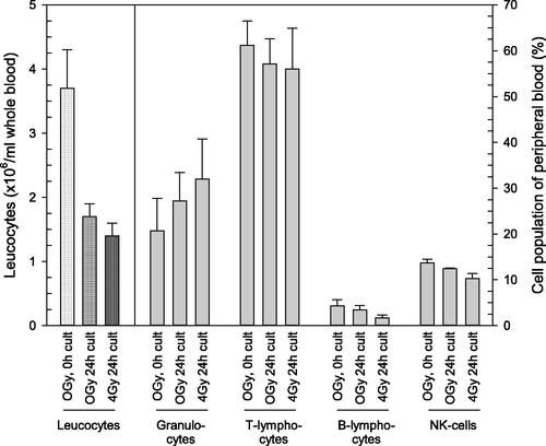 Figure 2. Quantities in leucocyte counts and relative composition of four cell populations with and without irradiation. The left part of the figure presents leucocyte counts (left Y-scale) in unirradiated (0 Gy) and irradiated (4 Gy) whole blood cultures (‘cult’) which were either incubated for a few minutes (referred to as ‘0h cult’) or 24 h (referred to as ‘24h cult’). The right part of the figure depicts the relative composition (in percent, right Y-scale) of the four leucocyte cell populations on the x-axis. Bars represent the mean and error bars the standard error of mean (n = 4). Differences between groups (absolute leucocyte counts and relative compositions of cell populations) are not statistically significant.