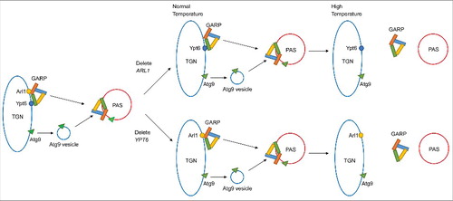 Figure 1. Current model for the reciprocal roles of Arl1 and Ypt6 in macroautophagy. Data shown in ref. Citation8 demonstrate that Arl1 and Ypt6 in S. cerevisiae function to deliver Atg9-containing vesicles from the Golgi apparatus to the growing phagophore at the phagophore assembly site (PAS) to make the autophagosome by virtue of their interactions with the Golgi-associated retromer complex (GARP). In mutants lacking either ARL1 or YPT6, autophagy proceeds normally at the permissive temperature of 30°C because one of the 2 proteins is sufficient to bind to the GARP comples. However, in mutants lacking either of the genes, autophagy is inhibited at the restrictive temperature of 37°C presumably because the strength of the interaction with a single small GTPase is insufficient to retain GARP on the membrane at this temperature. A conditional mutant lacking both small GTPases is unable to perform autophagy at the permissive temperature.