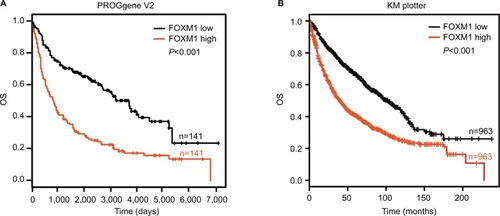 Figure 7 FOXM1 expression predicts poor prognosis in NSCLC patients.Notes: (A) Kaplan–Meier curves showed OS according to FOXM1 mRNA expression in 141 lung cancer samples from the PROGgene V2 website. (B) Kaplan–Meier curves showed OS according to the FOXM1 mRNA expression level in 963 lung cancer samples from the Kaplan–Meier plotter website.Abbreviations: FOXM1, Forkhead box protein M1; NSCLC, non-small-cell lung cancer; OS, overall survival.