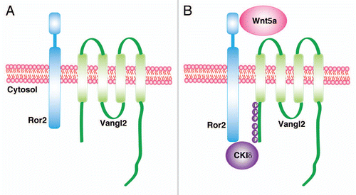 Figure 1 Wnt5a signals through a Ror2/Vangl2 receptor complex. (A) In the absence of a Wnt5a signal, Ror2 and Vangl2 are inactive. Vangl2 is unphosphorylated. (B) In the presence of Wnt5a, a ternary complex with Ror2 and Vangl2 forms, which recruits CKiδ that, in turn, phosphorylates critical serine and threonine residues in Vangl2. Phosphorylated Vangl2 is critical for asymmetric localization of Vangl2 and could underlie polarized growth. See reference Citation51.