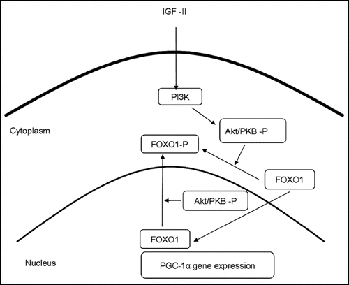 Figure 2 Proposed pathways by which IGF-II signals could affect fibre type. IGF-II signals mediated via PI3K and Akt lead to the phosphorylation and nuclear exclusion of FOXO1, a reduction of PGC-1α expression and hence a reduction in both oxidative and slow fibre gene expression. Based on Machida et al.Citation137