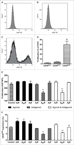 Figure 4. The proliferation rate of CD39neg, CD39inter and CD39high B cells. The cells were in vitro-activated, and Ki-67 expression was measured in the three B-cell subsets. (A, B and C) Shown are representative histograms of Ki67 expression in CD39neg, CD39inter and CD39high B cells. (D) Percentages of CD39neg, CD39inter and CD39high B cells that expressed Ki67 upon activation. **CD39high B cells had significantly higher percentages of Ki67+ cells than the other two subsets (*p < 0.001). (E) Proliferation of CD39high B cells and (F) percent of CD39high B cells after modulation of adenosine receptors A1R, A2AR and A3R. In vitro-activated B cells were treated with the following pharmacologic agents: 6, 2-chloro-N6-cyclopentyladenosine (CCPA, A1R agonist); CGS 21680 hydrochloride (A2AR agonist); and 2-Cl-IB-MECA (A3R agonist) and/or ADO receptor (ADOR) antagonists, PSB-36 (A1R antagonist), ZM241385 (A2R antagonist) and PSB-10 (A3R antagonist). ADO agonists and antagonists (all used at 1 µM) were added to in vitro-activated proliferating B cells for 4 d, and Ki-67 expression was measured by flow cytometry. *Significantly different from the control group (p < 0.001).