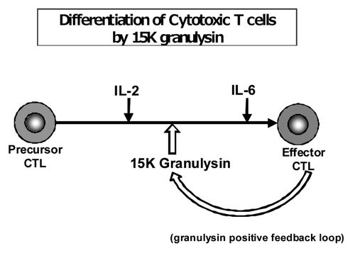 Figure 5. Differentiation of CTL by 15K granulysin and positive feedback loop of 15K granulysin in CTL induction. Precursor CTL are activated by IL-2 in the early stage of CTL induction of five day MLC. On the other hand, IL-6 acts, as a cytotoxic T cell differentiation factor, on the late stage of CTL induction as shown by Okada, et al. (J.I. 1988). 15K granulysin is produced from effector CTL, and induced the differentiation of CTL as a CTL differentiation factor. (Positive feedback loop by 15K granulysin.)