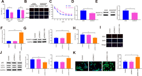 Figure 2 RASSF1A can trigger autophagy to improve chemosensitivity in A549/DDP cells.