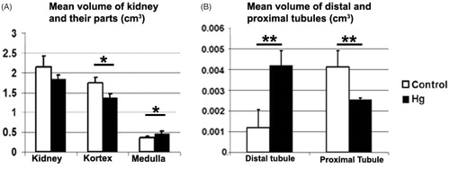 Figure 3. A: The mean volume of kidney and kidney's parts belongs to control and Hg groups are shown. B: The mean volume of distal and proximal tubules belongs to control and Hg groups are shown. The mean volume of distal tubule for the Hg group were significantly higher than the control group (**p < 0.001). The mean volume of proximal tubule for control were significantly higher than the Hg group (**p < 0.001).