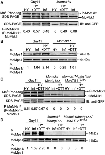 Figure 9. MoAtg1-dependent MoMkk1 phosphorylation is induced during infection of M. oryzae. (A and C) Phosphorylation analysis of MoMkk1. MoMkk1-GFP proteins treated with phosphatase inhibitors were separated by Mn2+-Phos-tag SDS-PAGE and normal SDS-PAGE, respectively, and detected with the GFP antibody. The extent of MoMkk1 phosphorylation was estimated by calculating the amount of phosphorylated-MoMkk1 (P-MoMkk1) compared to the total amount of MoMkk1 (the numbers underneath the blot). (B and D) Detection of the MoMps1 phosphorylation level. The key kinase of the CWI pathway MoMps1 was detected by binding of the P-P44/42 antibody, and the total MoMps1 was detected by the P44/42 antibody as a control. HY, hyphal stage; HY+DTT, hyphae with DTT treatment; Inf, infection stage.