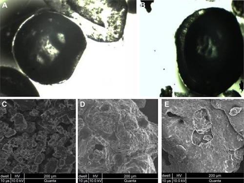 Figure 3 Surface morphology of TCM-containing microsponges observed using an optical microscope at ×40, exhibiting spherical, rough and spongy surface of blank microsponge (A) and microsponge loaded with drug (B). Morphological features of pure TCM (C). Morphological characteristics of ECT2 formulation without (D) and ECT2 formulation with drug (E).Abbreviation: TCM, tacrolimus.