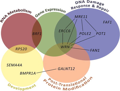 Figure 1. Pathways affected and interactions between genes involved in FCCTX predisposition. Generalized pathways for the FCCTX-associated genes were constructed according to the WikiPathways database and are indicated with colored circles. Only pathways with at least two affected genes were considered. Gene interactions with at least medium confidence according to the STRING database are indicated with black lines.