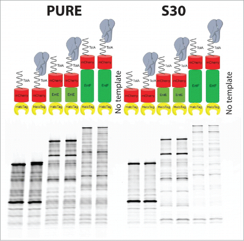 Figure 2. Assessment of PURE and RTS 100 E. coli HY S30 system translation by production of HaloTag fusion proteins using linear DNA templates. HT-Ch-TolA, HT-EntE-Ch-TolA and HT-EntF-Ch-TolA with and without stop codon (82 kD, 141 kD, 224 kD) were synthesized in the PURE system and S30 extract and then incubated with HaloTag TMR Ligand. Equal volume aliquots of samples from PURE system and S30 extract reactions were analyzed on a SDS-PAGE and then scanned by a typhoon scanner with filter set (555nmEx/580nmEm). Lane 1, 3, 5, 8, 10, 12 are HaloTag fusion proteins with stop codon. Lane 2, 4, 6, 9, 11, 13 are HaloTag fusion proteins without stop codon. Lane 7 and 14 are negative controls with no template. (HT: HaloTag, 34 kD; Ch: mCherry, 29 kD. TolA, 19 kD, is a C-terminal 171-amino-acid α-helical spacer excised from E. coli TolA domain II. EntE, 59 kD, and EntF, 142 kD, are multidomain enzymes from E. coli enterobactin biosynthetic pathway.)