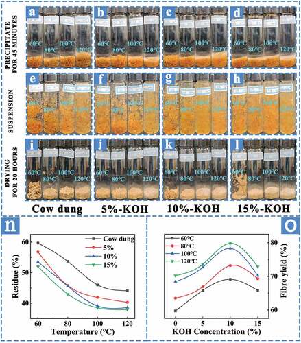 Figure 4. The morphology of cow dung after treatment with KOH at different temperatures and concentrations (a~l), the influence of temperature on cow dung residue % (n), the influence of temperature on cow dung fiber (o).