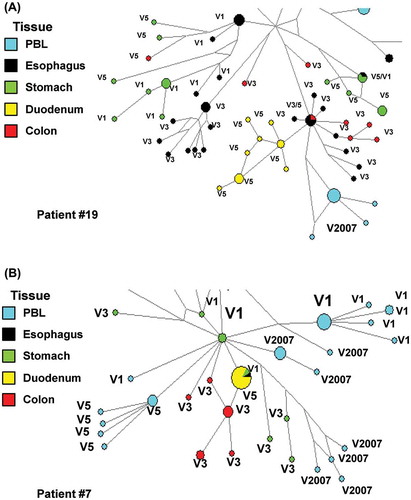 Figure 2. Network analyses of RT encoding proviral DNA sequences from gut and peripheral blood lymphocytes (PBL) from different visits (V). Patient #19 (A) patient #7 (B) viral sequence found in PBL in 2007 (patient on cART, V2007) where closely related to pre cART (V1–V7) sequences of different tissues. There does not appear to be one specific tissue of origin. These observations suggest highly dynamic and complex viral dynamics between the gut viral reservoirs and peripheral blood (van der Meer & van Marle (unpublished results)).